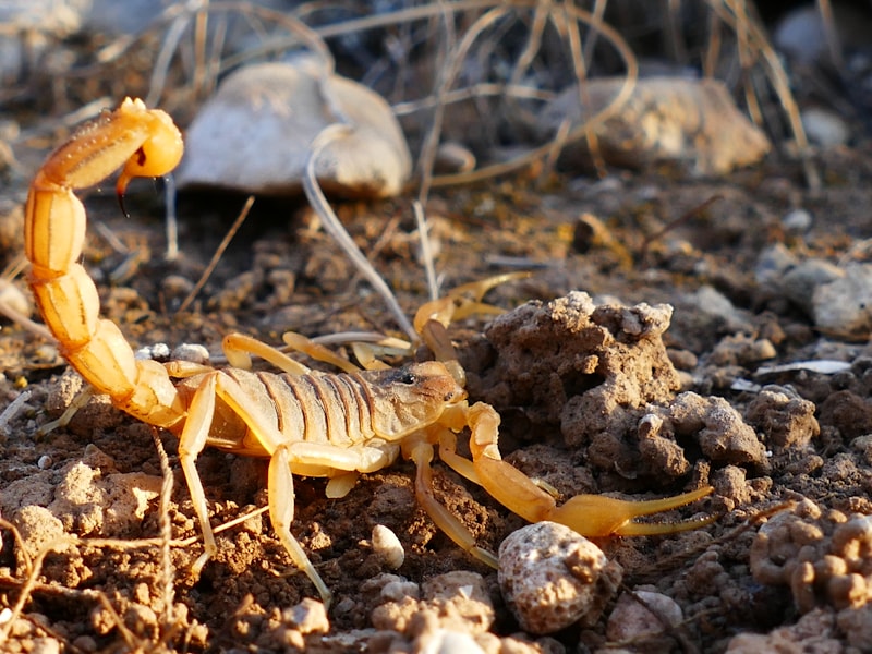 An Arizona bark scorpion on desert gravel, tail raised.